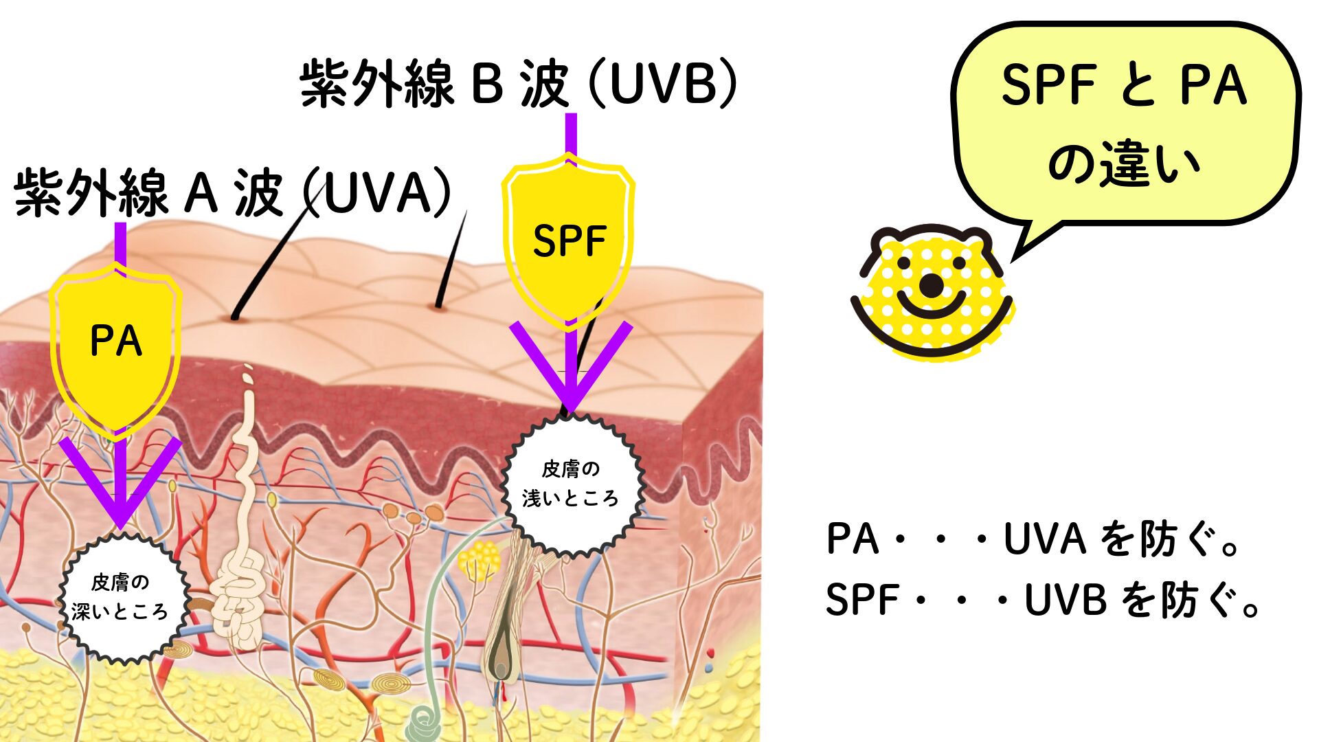 uva uvb 違い